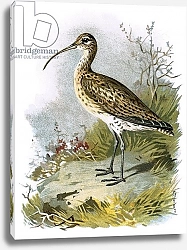 Постер Школа: Английская 20в. Curlew