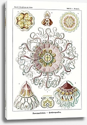 Постер Peromedusae–Talchenquallen