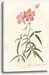 Постер Редюти Пьер Rosa Longifolia