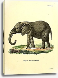 Постер Африканский слон
