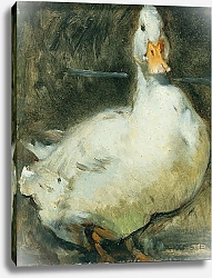 Постер Кестер Александр Утка