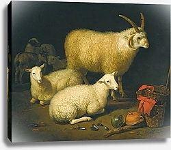 Постер Кьюп Альберт A barn interior with a four-horned ram and four ewes, and a goat, with a still life of a basket and upturned pots to the right