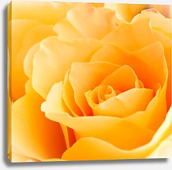 Постер Желтая роза макро
