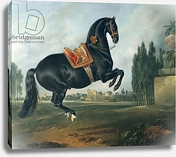 Постер Гамильтон Йоханн A black horse performing the Courbette