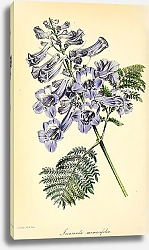 Постер Jacaranda Mimosifolia
