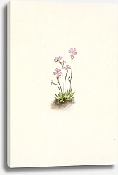 Постер Уолкотт Мари Alberta Primrose. Primula maccalliana