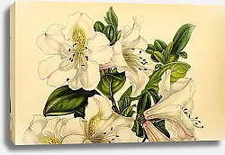 Постер Rhododendron Gibsonii 1