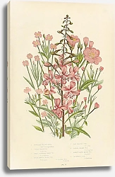 Постер Rose-bay Willow Herb, Great Hairy w.h., Broad Smooth Leaved w.h., Pale Smooth w.h., Square Stalked w