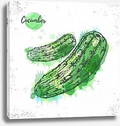 Постер Эскиз акварельного огурца
