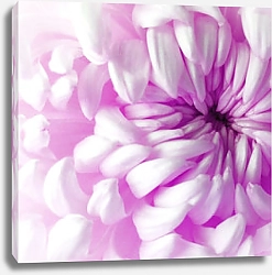 Постер Лепестки розовой хризантемы