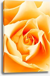 Постер Желтая роза макро №4