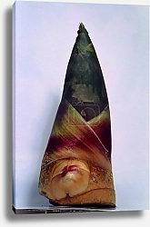 Постер Физалис 1