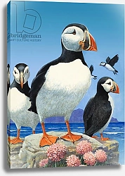 Постер Дэвис Р. (жив, дет) Puffins