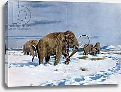 Постер Кухнерт Уильям Troop of mammoths in the Ice Age