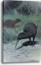 Постер Кунер Вильгельм Kiwi, illustration from'Wildlife of the World', c.1910