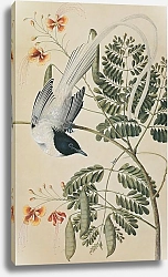 Постер Asian Paradise-Flycatcher