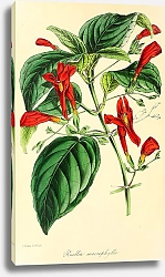 Постер Ruellia Macrophylla