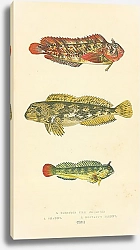 Постер Blennoid Fish, Shanny, Montagus Blenny 1