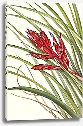 Постер Уолкотт Мари Quill-leaf Tillandsia. Pillandsia fasciculata