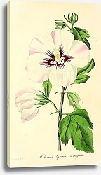 Постер Hibiscus Synacus variegatus