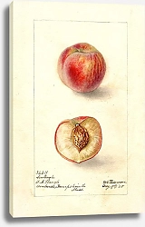 Постер Пассмор Дебора Prunus persica: Морской орел