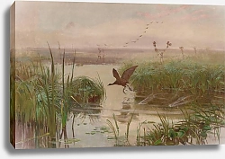 Постер Челмонский Юзеф Water Hen