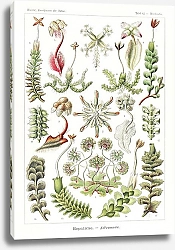 Постер Hepaticae–Lebermoose