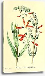 Постер Chelone cheilanthifolium