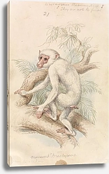 Постер Смит Чарльз Гамильтон Stump-tailed Macaque