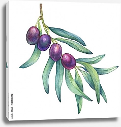 Постер Четыре спелые оливки на ветке