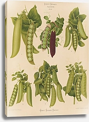 Постер Бенари Эрнст Горох