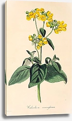 Постер Calceolaria viscosissima