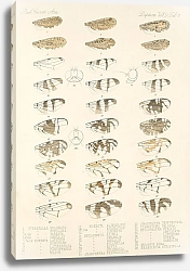 Постер Годман Фредерик Insecta Diptera Pl 19