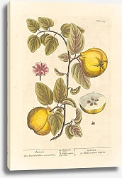 Постер Блэквелл Элизабет Айва