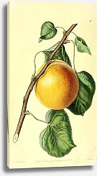 Постер Королевский абрикос