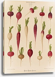 Постер Бенари Эрнст Редис