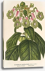Постер Лемер Шарль Sciadocalyx digitaliflora