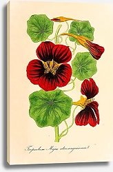 Постер Tropaeolum Majus atrosanguineum 1
