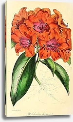Постер Rhododendron Javanicum