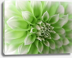 Постер Бело-зелёный цветок георгина, крупно