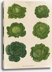 Постер Бенари Эрнст Savoy Cabbages