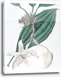 Постер Эдвардс Сиденем Ivory-lipped Stanhopea
