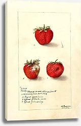 Постер Пассмор Дебора Фрагария: Ганди