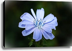 Постер Голубой цветок крупным планом