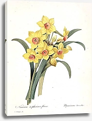 Постер Жёлтый нарцисс с множеством цветков
