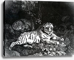 Постер Стаббс Джордж Two Tigers, 1788