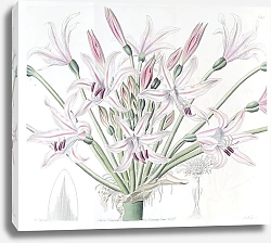 Постер Эдвардс Сиденем Large-flowered Brunsvigia