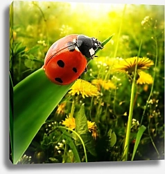 Постер Одуванчики и божья коровка
