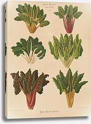 Постер Бенари Эрнст Beet or Swiss Chard