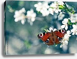 Постер Бабочка на цветах 6